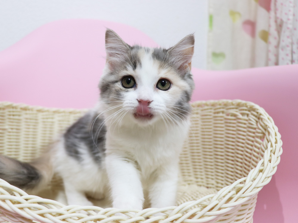 スコティッシュフォールドの子猫画像