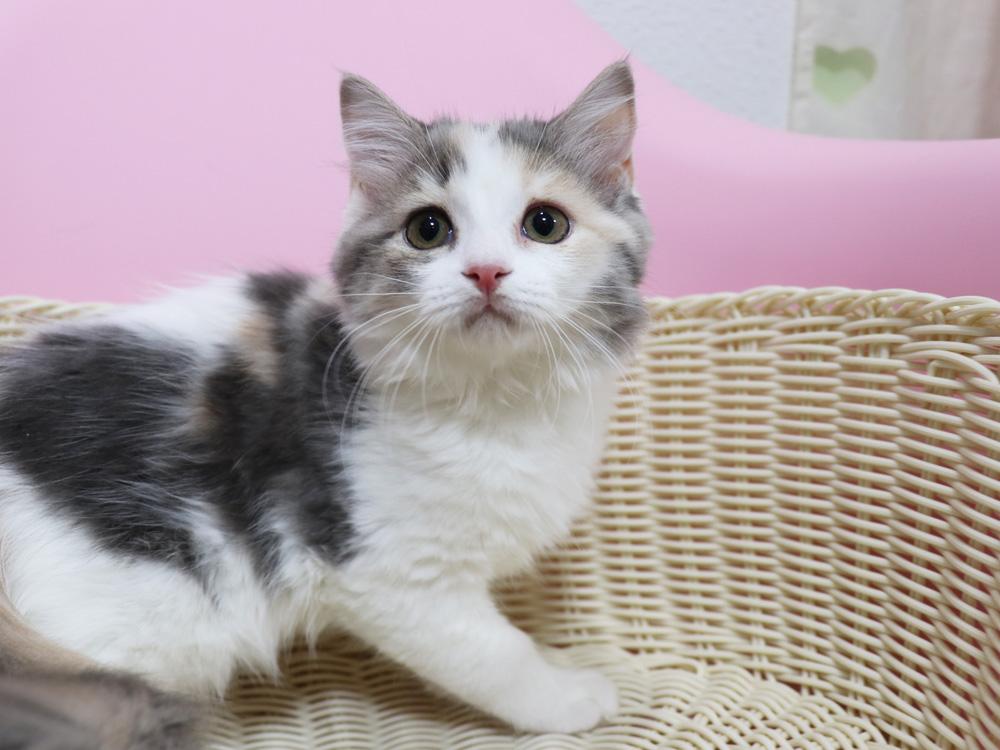 スコティッシュフォールドの子猫画像