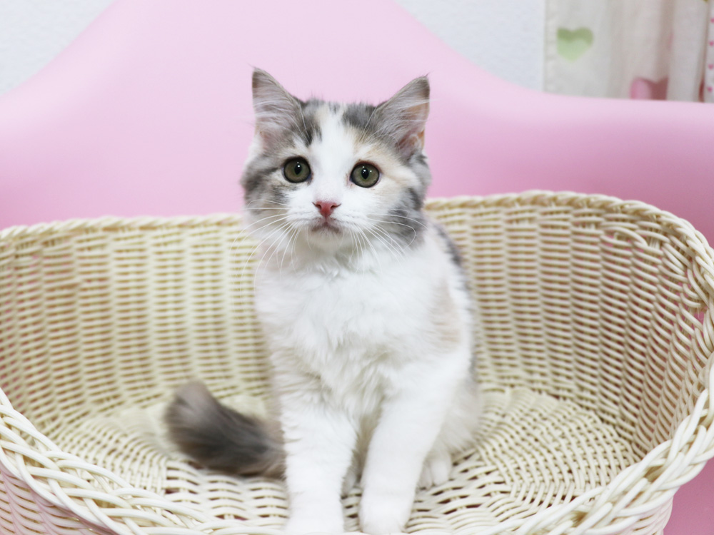 スコティッシュフォールドの子猫画像