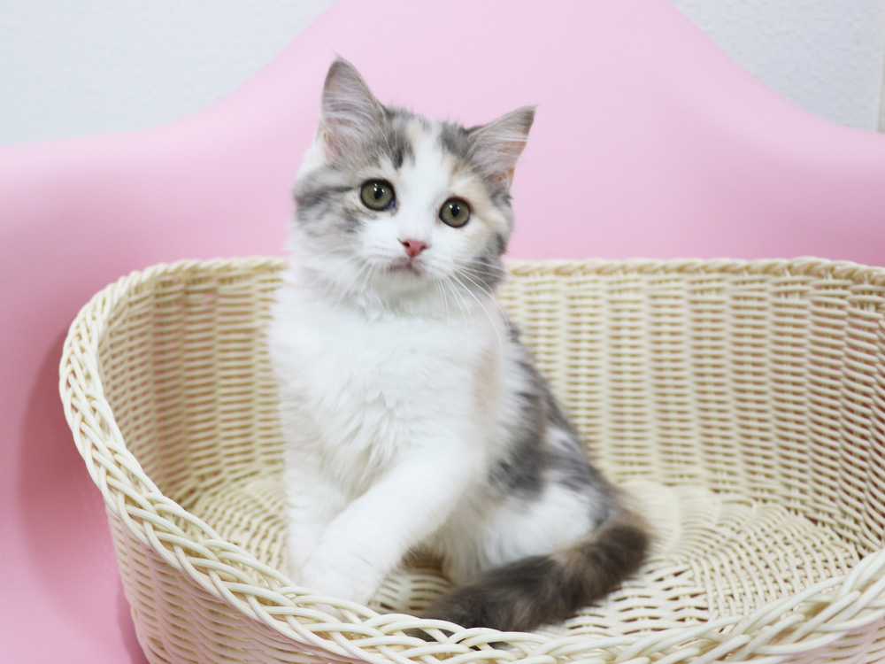 スコティッシュフォールドの子猫画像