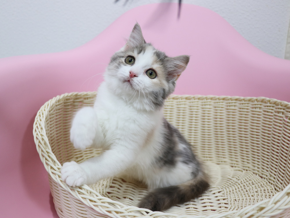 スコティッシュフォールドの子猫画像