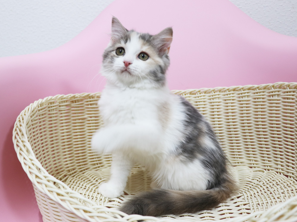 スコティッシュフォールドの子猫画像