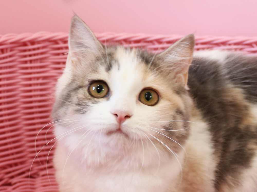 スコティッシュフォールドの子猫画像