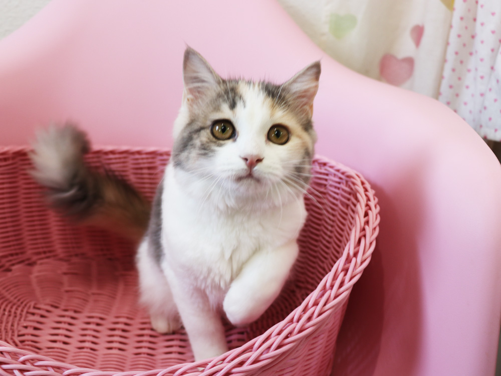 スコティッシュフォールドの子猫画像