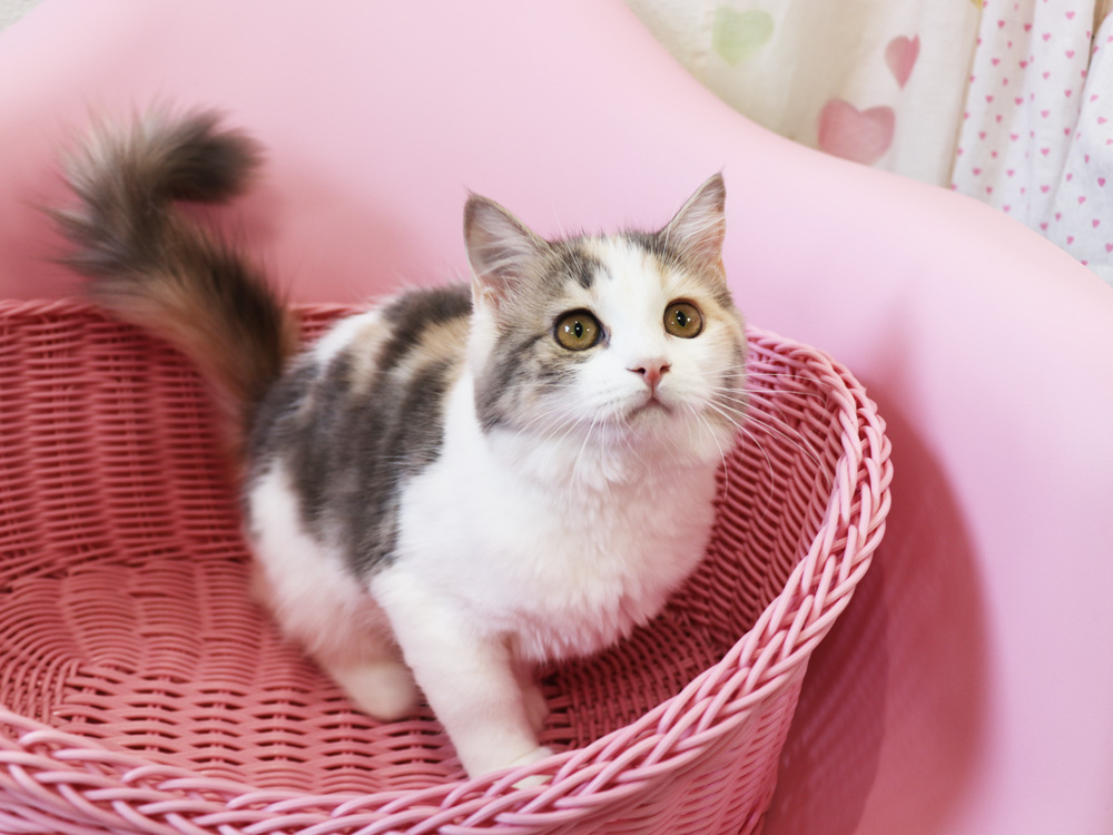 スコティッシュフォールドの子猫画像
