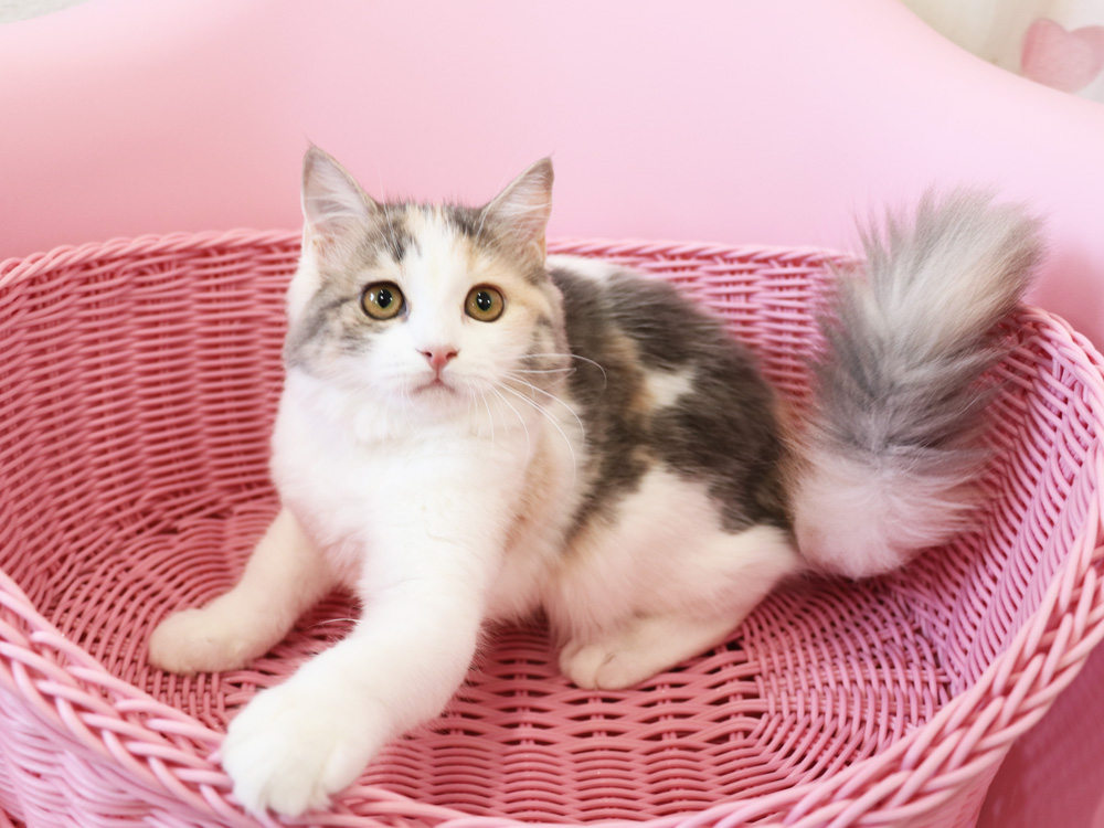 スコティッシュフォールドの子猫画像