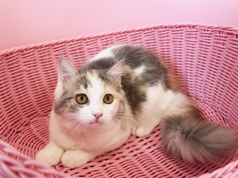 スコティッシュフォールドの子猫画像