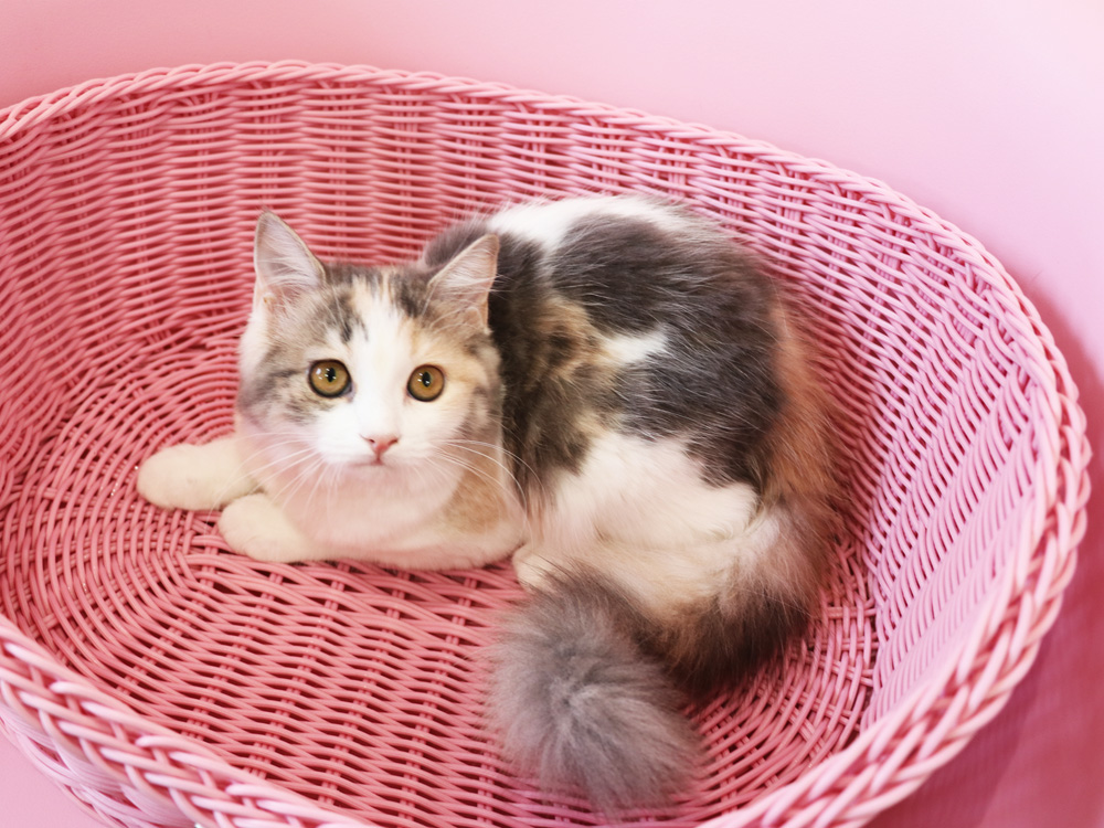 スコティッシュフォールドの子猫画像