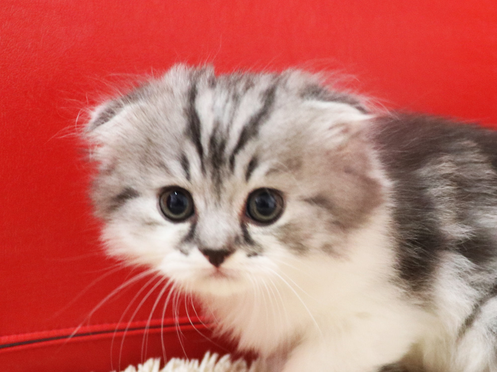 スコティッシュフォールドの子猫画像