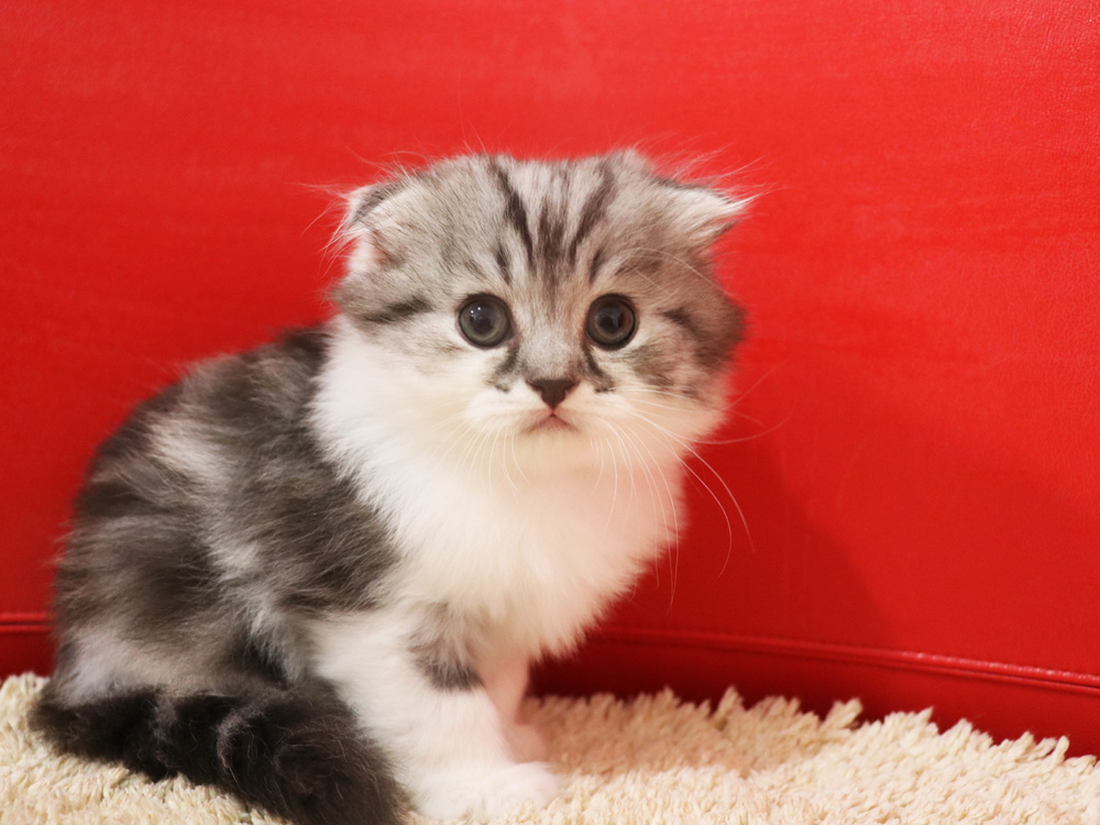 スコティッシュフォールドの子猫画像
