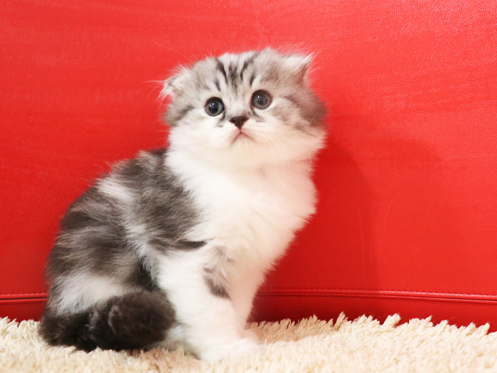 スコティッシュフォールドの子猫画像