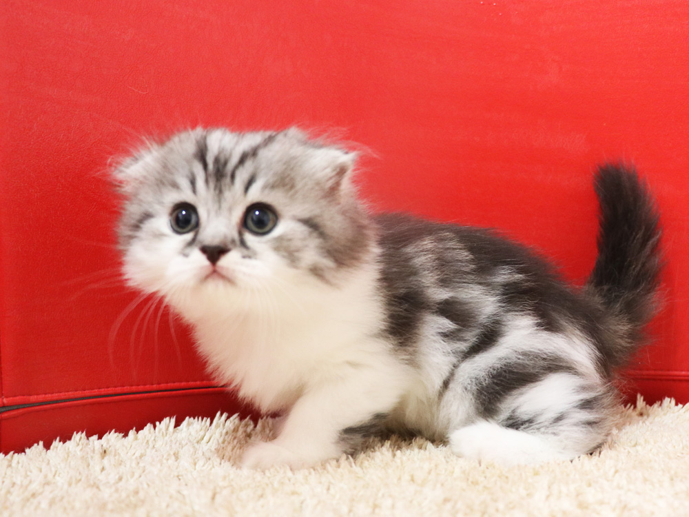 スコティッシュフォールドの子猫画像