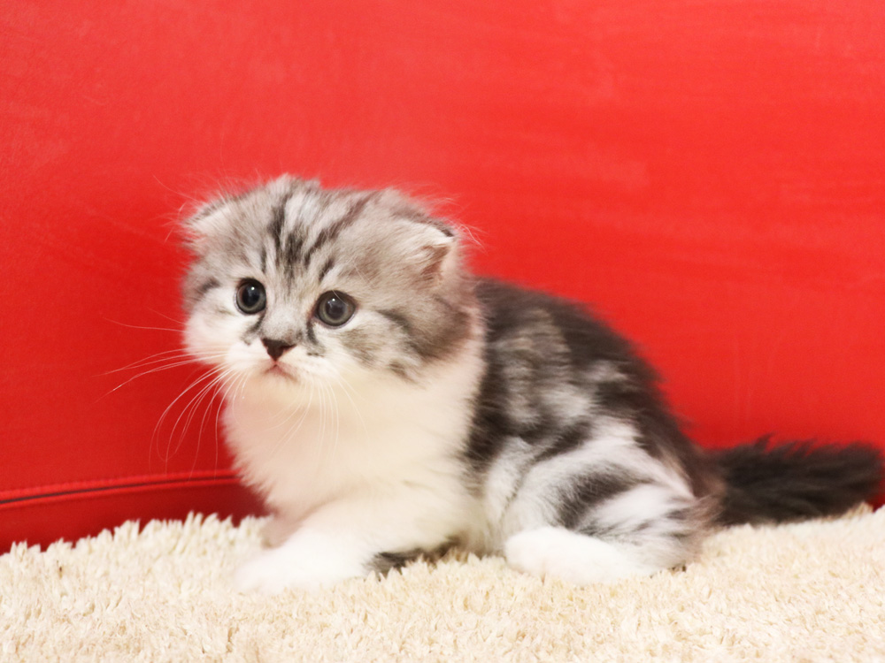 スコティッシュフォールドの子猫画像