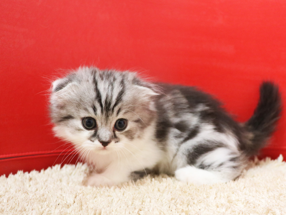 スコティッシュフォールドの子猫画像