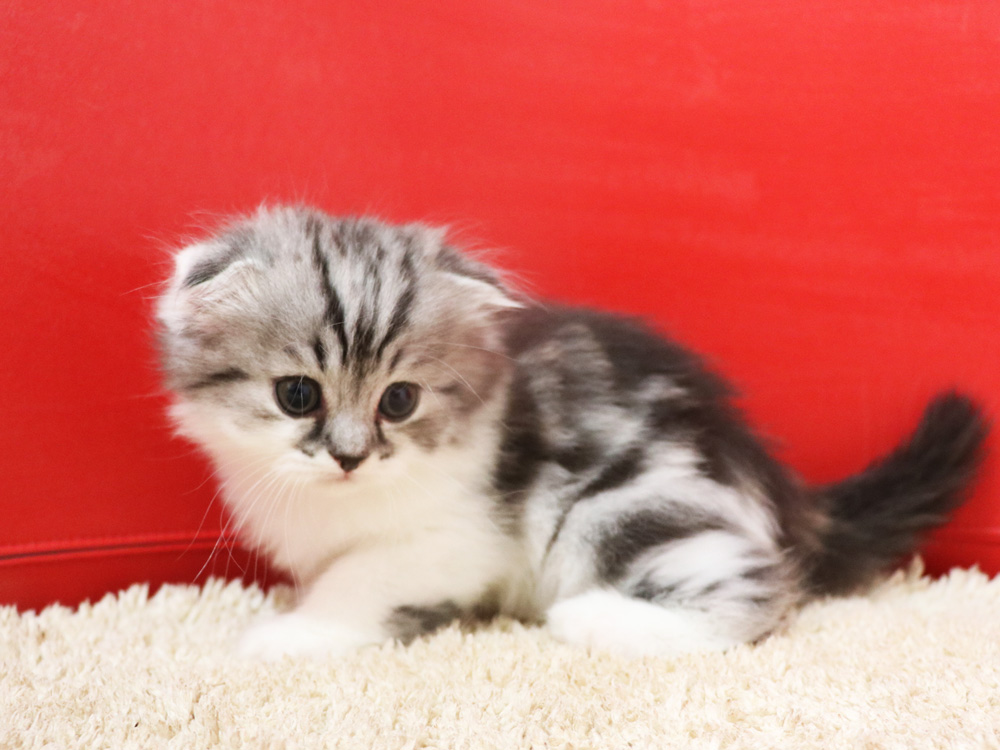 スコティッシュフォールドの子猫画像