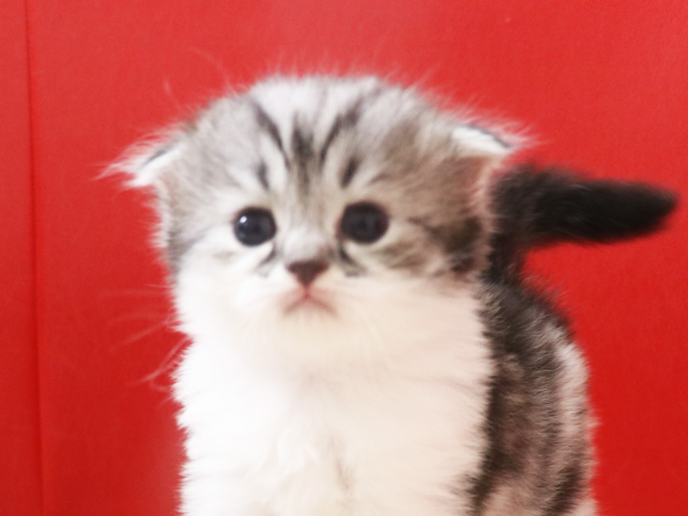 スコティッシュフォールドの子猫画像