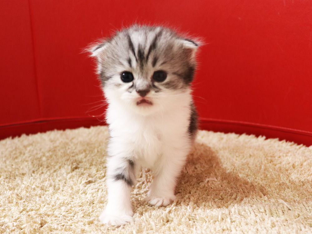 スコティッシュフォールドの子猫画像