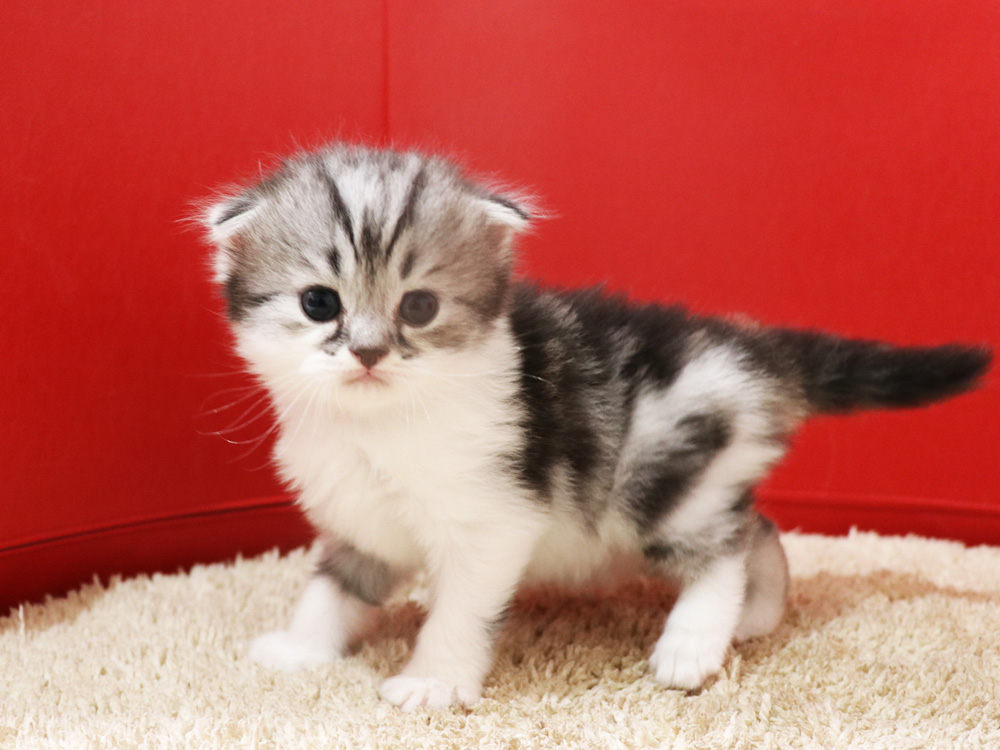 スコティッシュフォールドの子猫画像