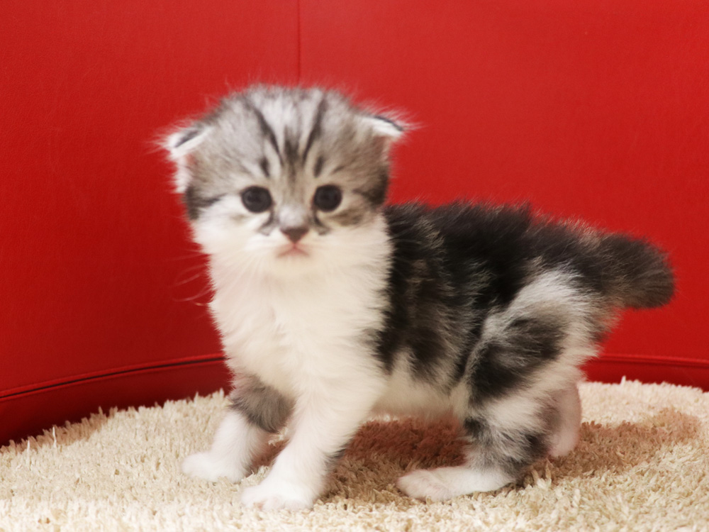 スコティッシュフォールドの子猫画像