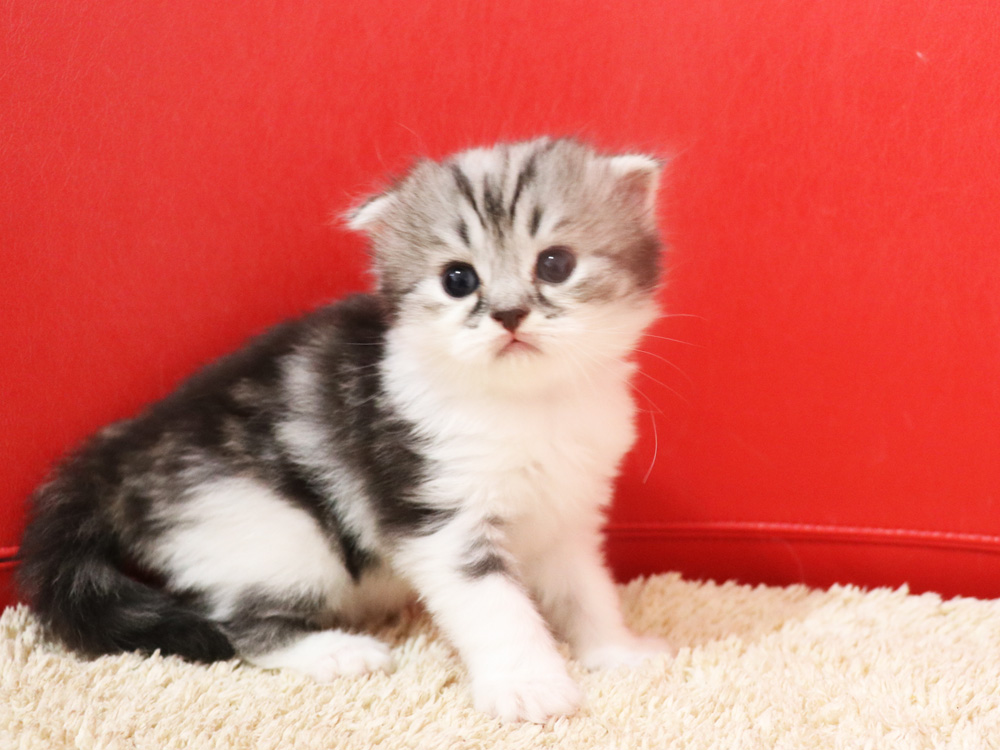 スコティッシュフォールドの子猫画像