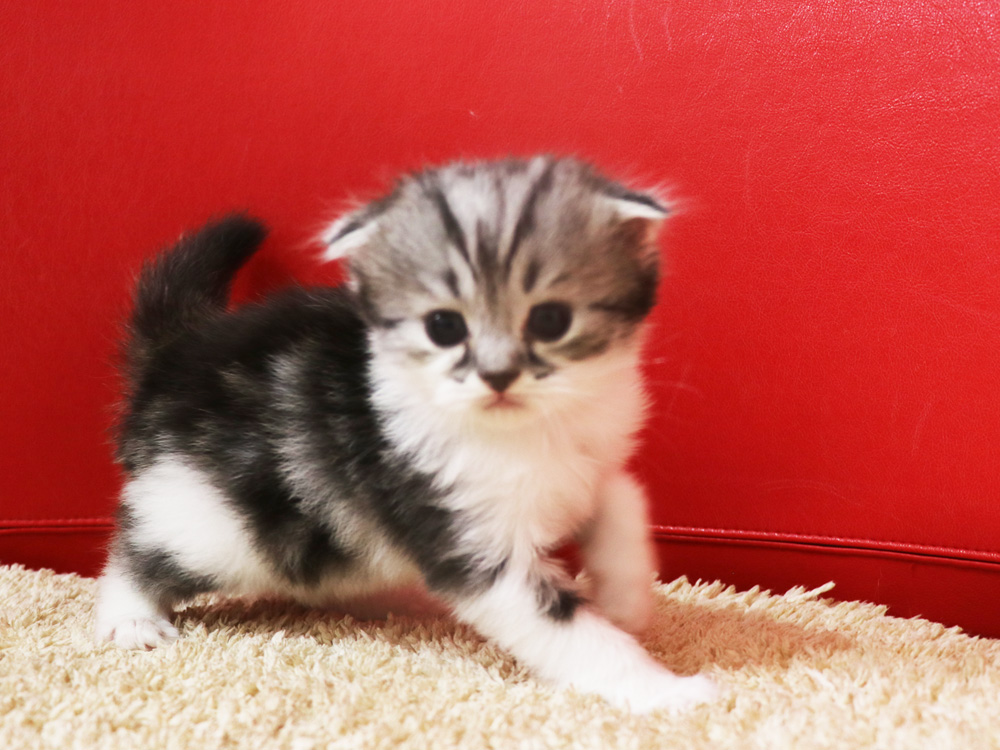 スコティッシュフォールドの子猫画像