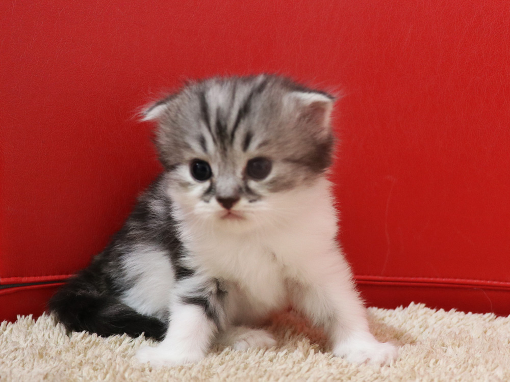 スコティッシュフォールドの子猫画像