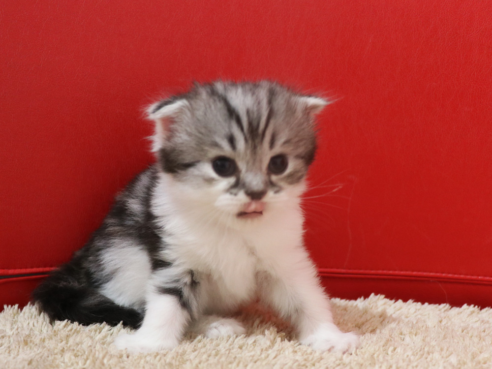 スコティッシュフォールドの子猫画像