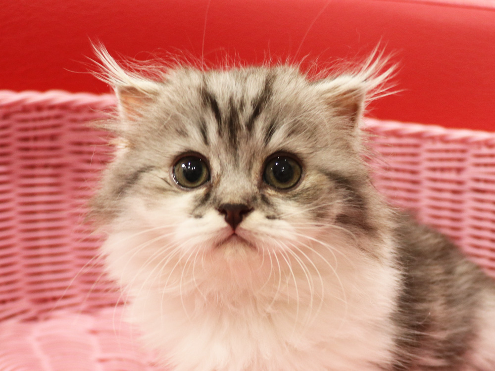スコティッシュフォールドの子猫画像