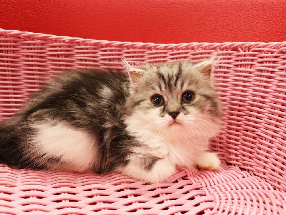 スコティッシュフォールドの子猫画像