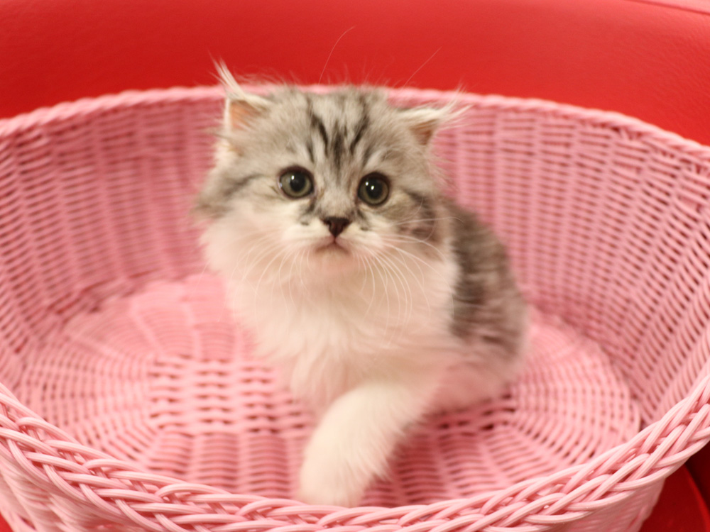 スコティッシュフォールドの子猫画像