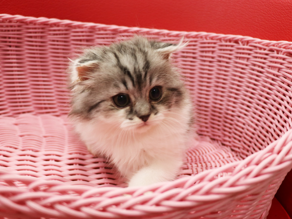 スコティッシュフォールドの子猫画像