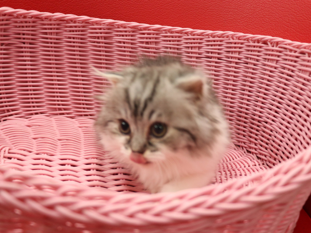 スコティッシュフォールドの子猫画像