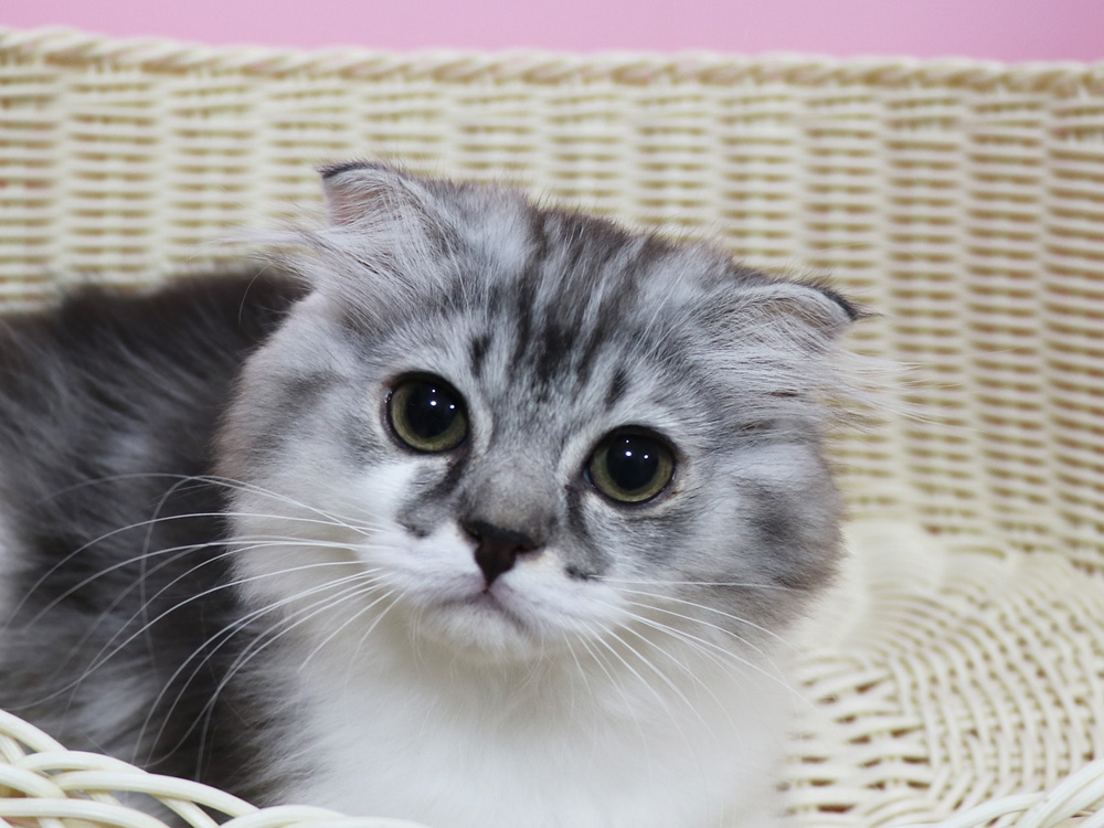 スコティッシュフォールドの子猫画像
