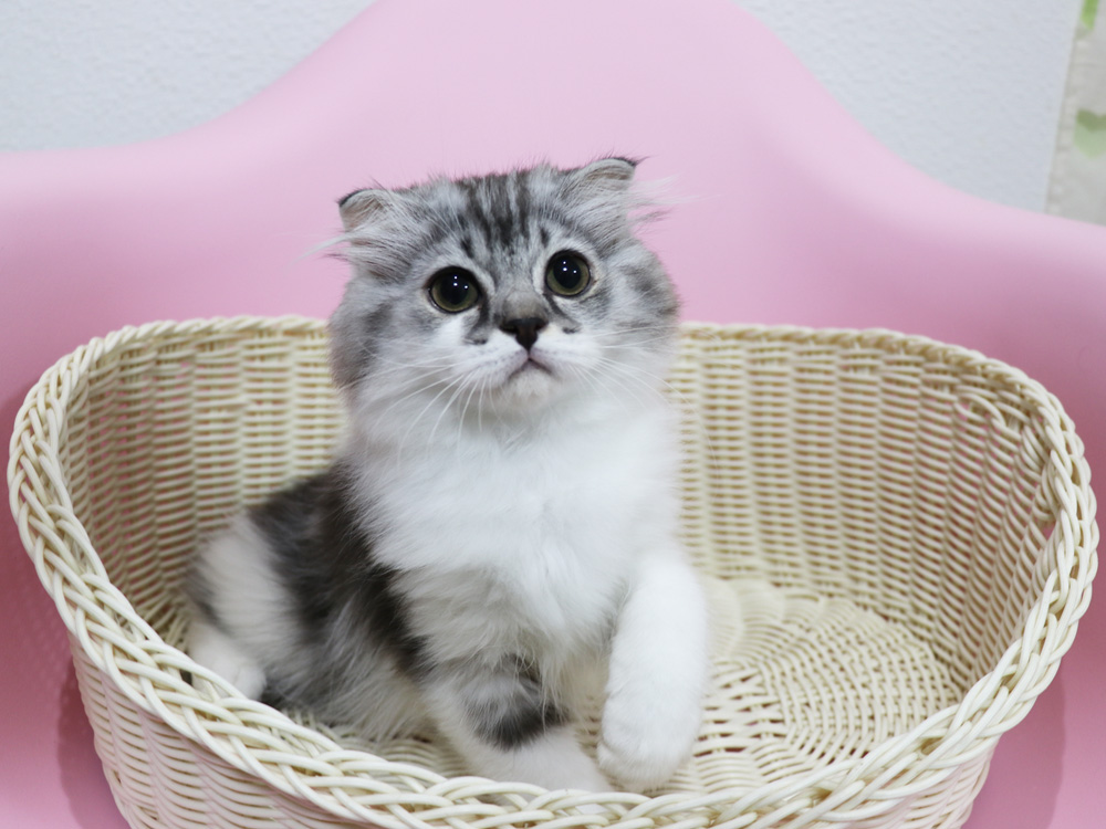 スコティッシュフォールドの子猫画像