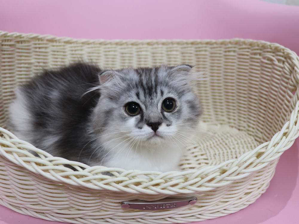 スコティッシュフォールドの子猫画像