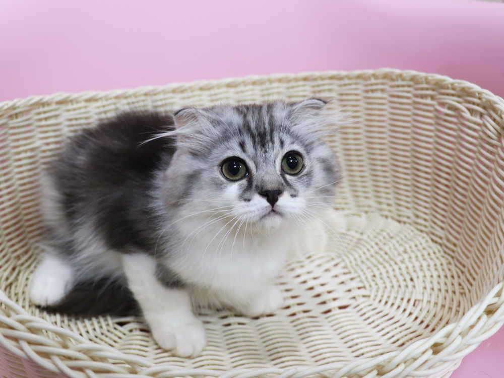 スコティッシュフォールドの子猫画像