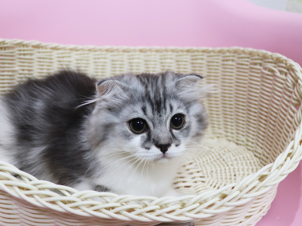 スコティッシュフォールドの子猫画像