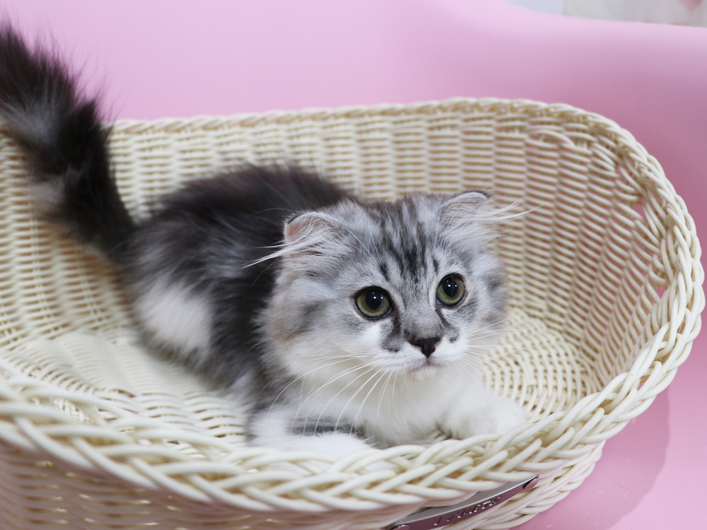 スコティッシュフォールドの子猫画像