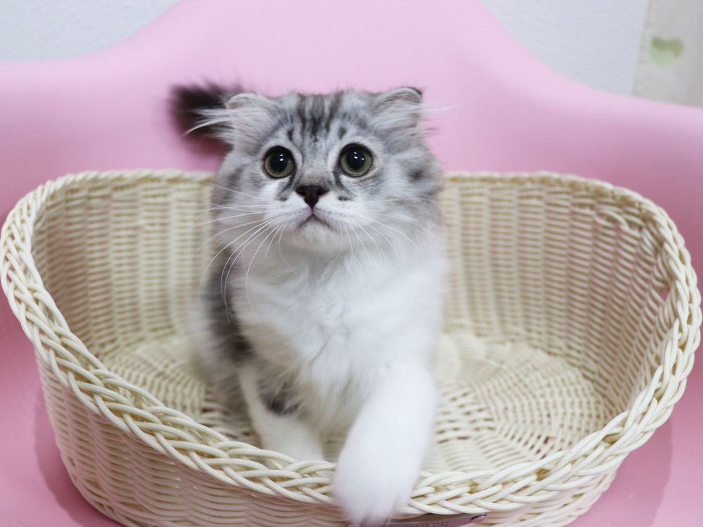 スコティッシュフォールドの子猫画像