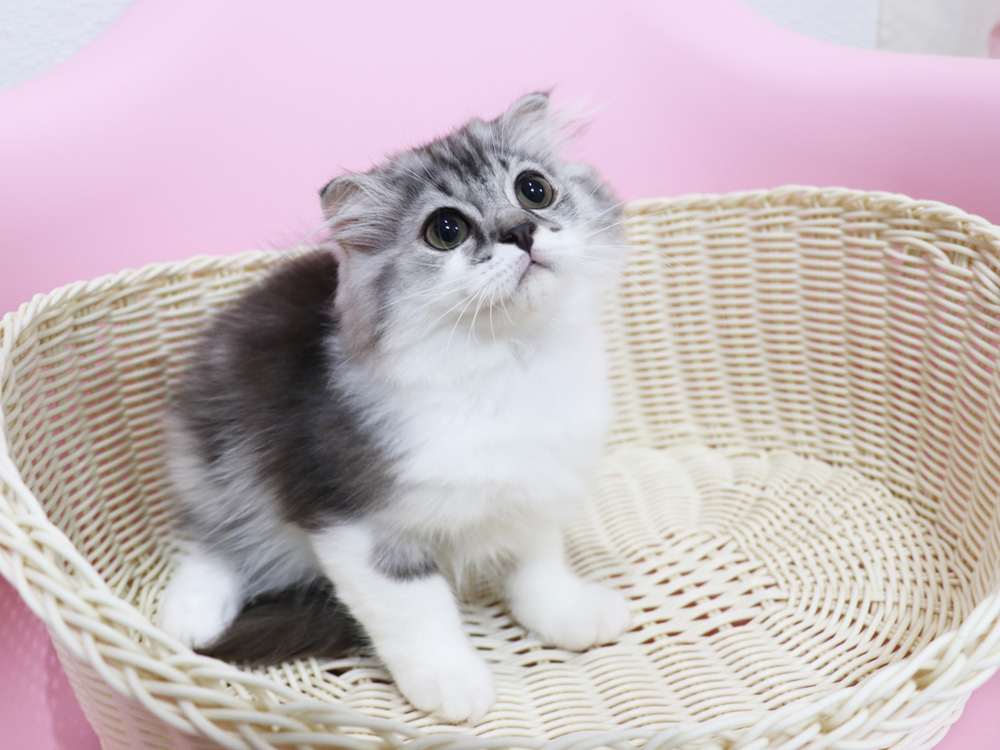 スコティッシュフォールドの子猫画像