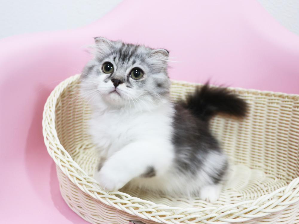 スコティッシュフォールドの子猫画像
