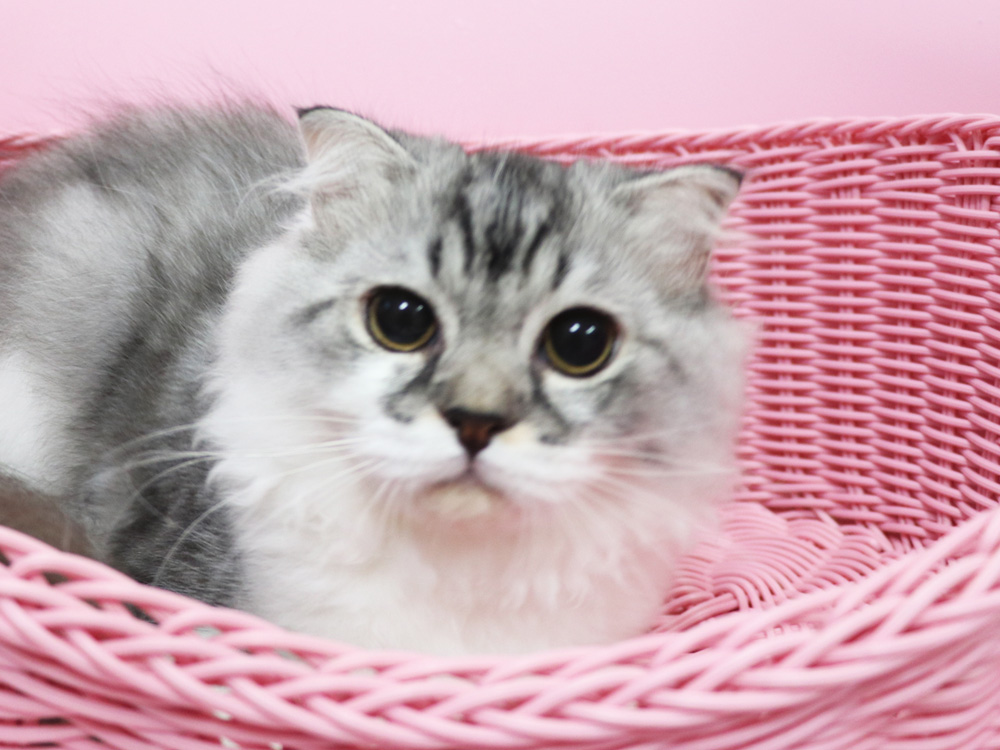 スコティッシュフォールドの子猫画像