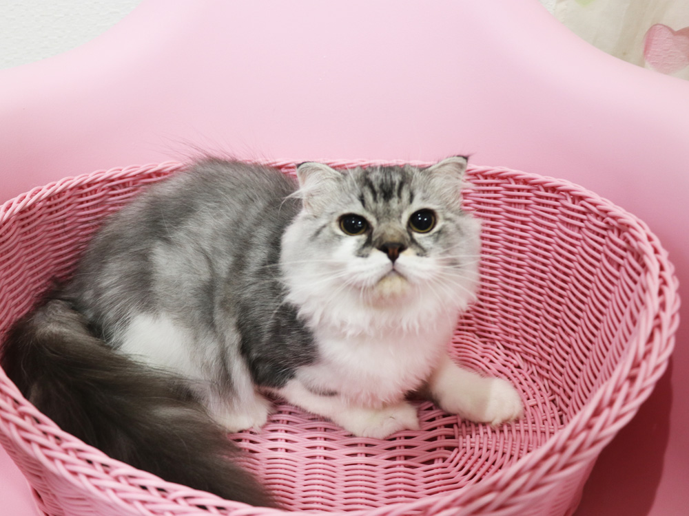 スコティッシュフォールドの子猫画像