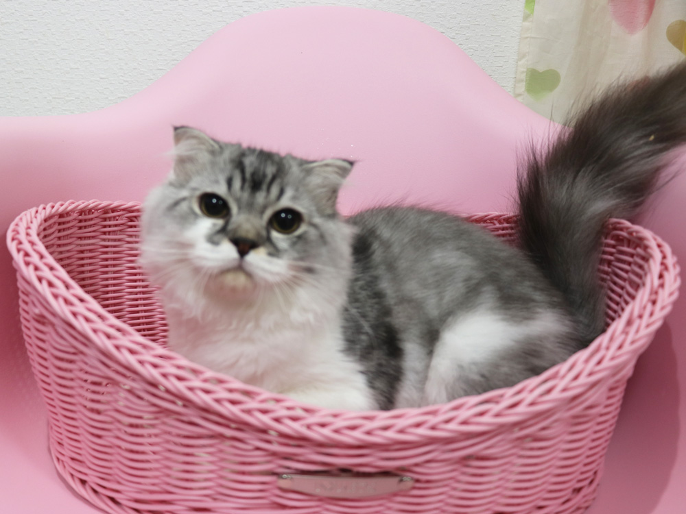 スコティッシュフォールドの子猫画像