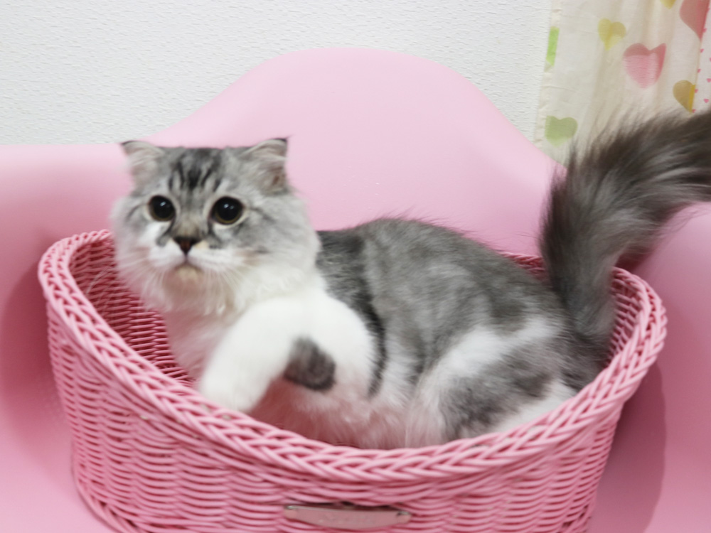 スコティッシュフォールドの子猫画像
