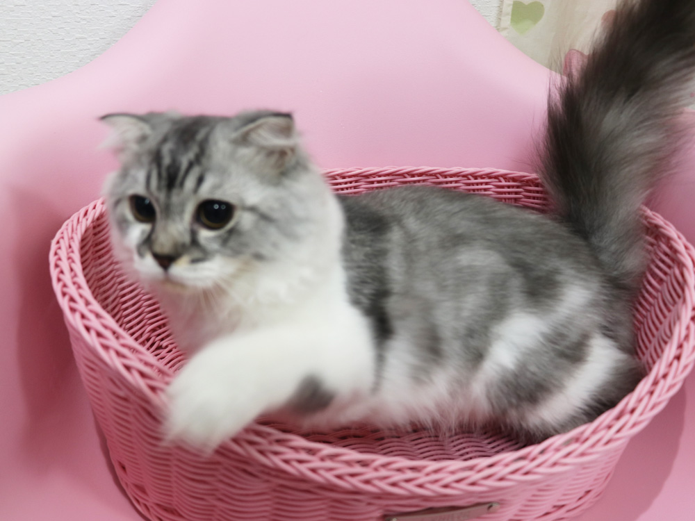 スコティッシュフォールドの子猫画像