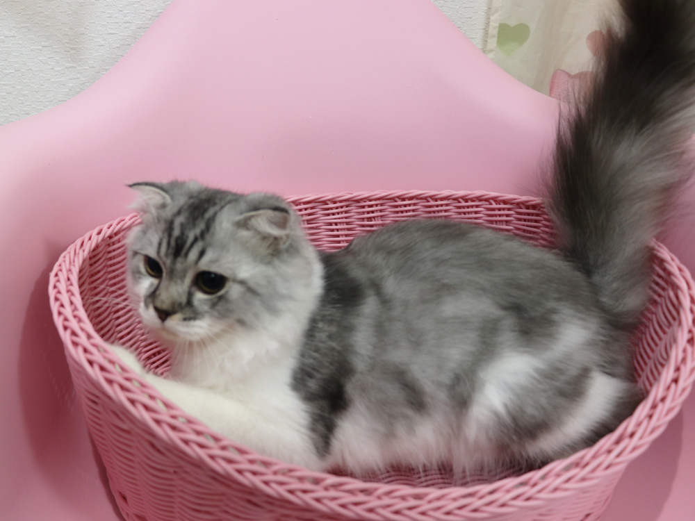 スコティッシュフォールドの子猫画像