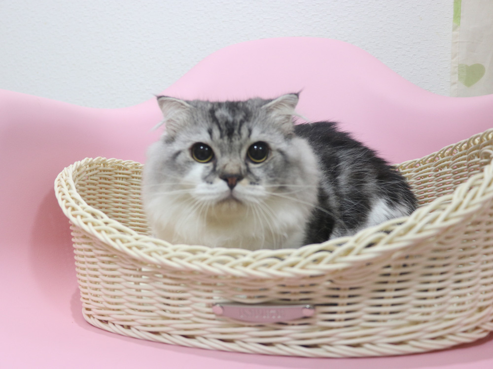 スコティッシュフォールドの子猫画像