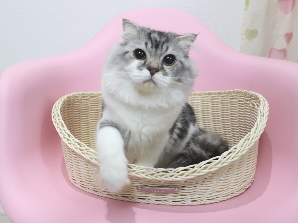 スコティッシュフォールドの子猫画像
