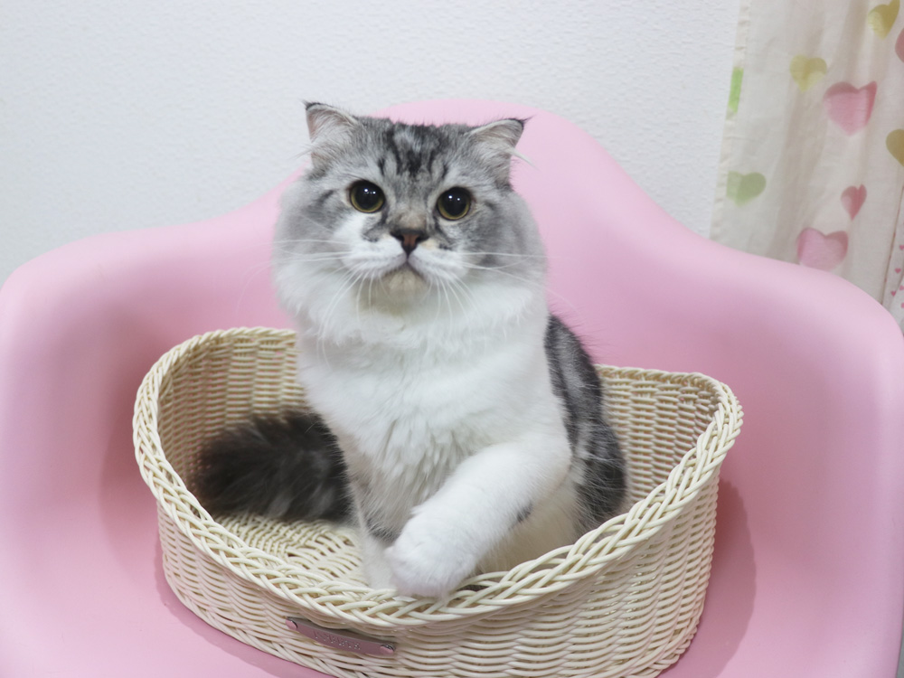スコティッシュフォールドの子猫画像